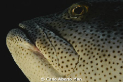 Potato Grouper by Carlo Alberto Mari 